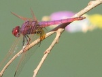 IMG_3276.jpg