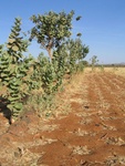 farm tour