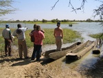 there are at least 3 hippos in the picture