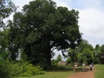 huge mango tree