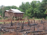 slash-and-burn-agriculture