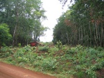 manmade forest gap...