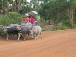 local transport