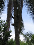 son of the guesthouse owner climbing up a palm tree so we could have sweet sticky coconut rice with mango for dinner