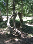 IMG_5340.jpg