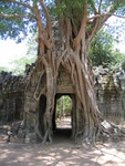 huge tree guarding the east gate