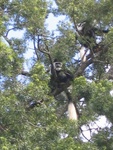 Guereza monkeys