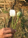 opium, grown for local consumption
