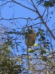 white Lemur