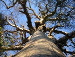about 800 year old Baobab tree