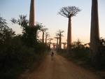 Baobab Alley, north of Morondava
