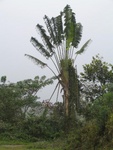 Traveller Palm