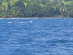 one whale, but not really impressive