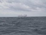 great whales jumping high out off the water -- but too quick for our camera...