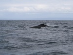 IMG_1052.jpg