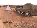 sheep desperately waiting for rain