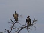 IMG_1451.JPG