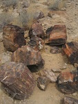 petrified wood