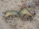 IMG_1503.JPG