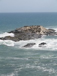 colony of seals...
