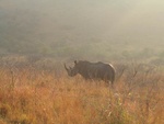 The park is the world's breeding bank for rhinos - and here they come.