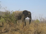 one of the still friendly elephants before we reversed as quick as the car could
