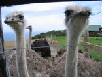 nosy ostriches on the neighbouring farm