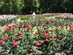 Rose Garden, Vergelegen