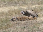 IMG_0409.jpg