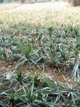 pineapple plants down south around Pattaya