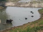 water buffalos enjoying themselves