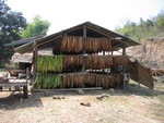 drying tobacco leaves