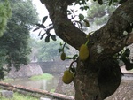 IMG_4725.jpg