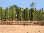 pepper field